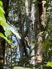 Chrysocolaptes guttacristatus