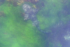 Orectolobus halei