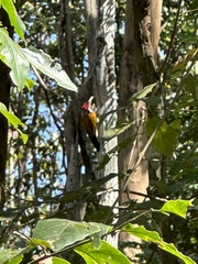 Chrysocolaptes guttacristatus