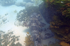 Orectolobus halei