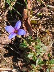 Houstonia pusilla