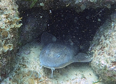 Brachaelurus waddi