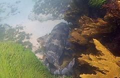 Orectolobus halei