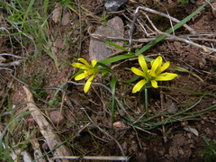 Gagea bohemica