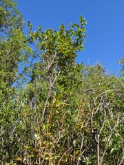 Salix serissima