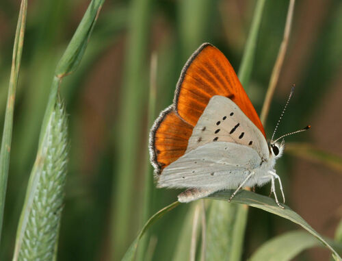 Ruddy Copper photo 4