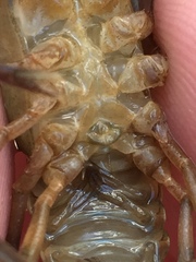 Cambarus girardianus