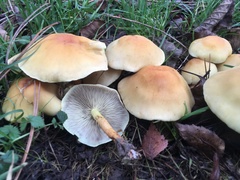 Fungi