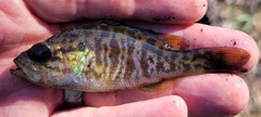 Lepomis gulosus