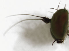 Parentia schlingeri