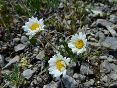 Erigeron radicatus