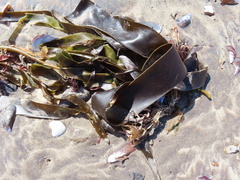 Ecklonia