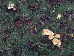 Fungi