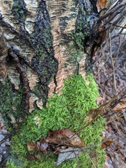 Homalothecium fulgescens