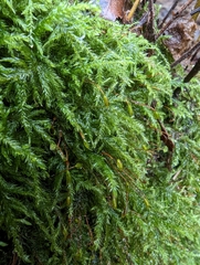 Homalothecium fulgescens