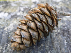 Pinus armandi mastersiana