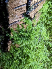 Homalothecium fulgescens