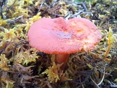 Lactarius rufus