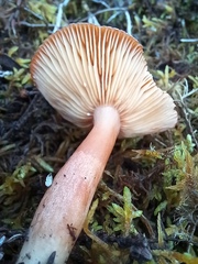 Lactarius rufus