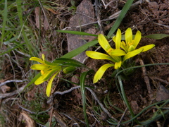Gagea bohemica