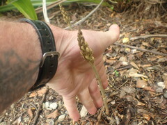 Gastrodia molloyi