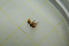 Myrmecina graminicola