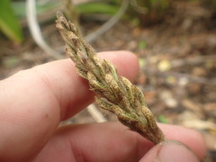 Gastrodia molloyi
