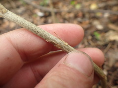 Gastrodia molloyi