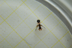 Myrmecina graminicola