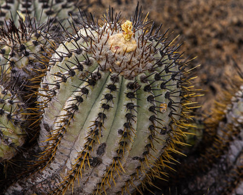 Copiapoa calderana