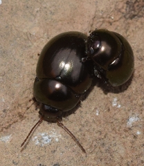 Cyrtonus