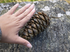 Pinus armandi mastersiana