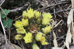 Mammillaria longimamma