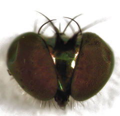 Parentia schlingeri
