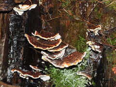 Heterobasidion parviporum