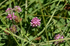 Trifolium burchellianum