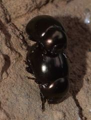 Cyrtonus