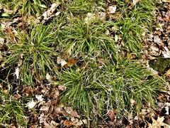 Carex pedunculata