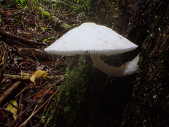 Panaeolus