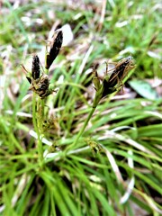 Carex pedunculata