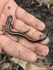 Eurycea guttolineata