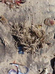 Bryozoa