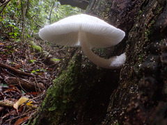 Panaeolus