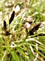 Carex pedunculata