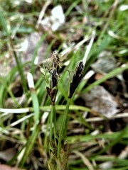 Carex pedunculata