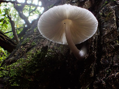 Panaeolus
