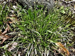 Carex pedunculata