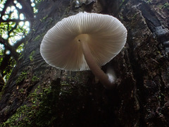 Panaeolus