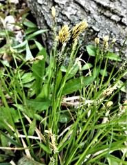 Carex pedunculata