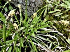 Carex pedunculata